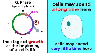 The Cell Cycle and its Regulation [upl. by Safoelc]