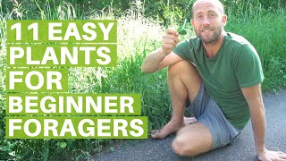 11 Easy Edible Plants for Beginner Foragers Eating Wild Food [upl. by Atiras392]