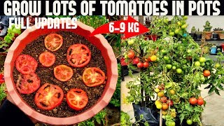 How To Grow Tomatoes At Home SEED TO HARVEST [upl. by Nathanson]