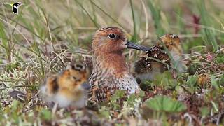 Spoonbilled Sandpiper Hatch [upl. by Netsrik]