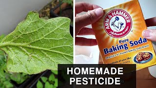 HOMEMADE BAKING SODA PESTICIDE  Combat Aphids in plants and leafy vegetables [upl. by Lohman]