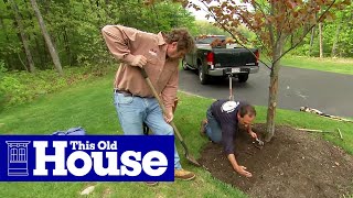 How to Properly Mulch Around a Tree  This Old House [upl. by Mehala771]