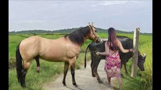 My sister training care her lovely horse in beginner 2021 [upl. by Ynahirb]