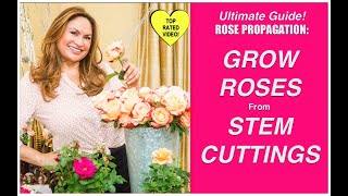 HOW TO MAKE MORE ROSE PLANTS🌹Grow Rose Plants From Cuttings Shirley Bovshow [upl. by Ybbob475]