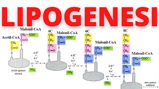 Lipogenesi sintesi acidi grassi biochimica semplificata 👌 [upl. by Sherar911]