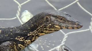 Kandy Lake Wildlife [upl. by Latimer]