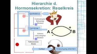 Hormonsystem Hierarchie Regelkreis 28 [upl. by Collen]