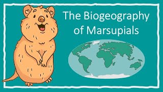 The Biogeography of Marsupials [upl. by Aleacem]