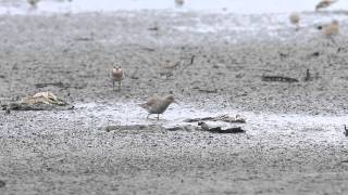 Curlew sandpiper 彎嘴濱鷸 [upl. by Allison]