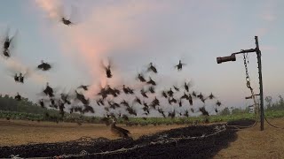 Catching Ducks with a Rocket Net [upl. by Cheng]