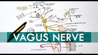 Vagus Nerve  Cranial nerve X  Head amp Neck Anatomy Tutorial [upl. by Solana110]