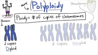 Polyploidy  Tales from the Genome [upl. by Platt]