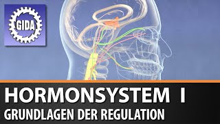 Trailer  Hormonsystem I  Grundlagen der Regulation  Biologie  Schulfilm [upl. by Enaud]