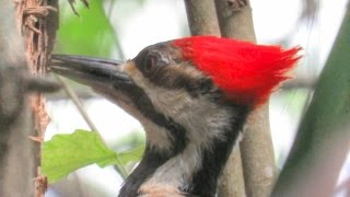 Pileated Woodpecker Pecking [upl. by Ellesig]