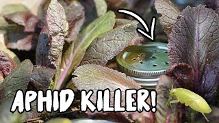 CONTROL ANTS amp APHIDS with this SIMPLE TRICK [upl. by Eissat]