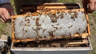 Honey Harvest 2019 188 Pounds [upl. by Llehcear595]