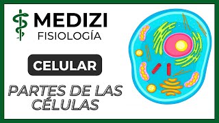 Fisiología Celular  La Célula partes y funciones IGdoctorpaiva [upl. by Bendick]