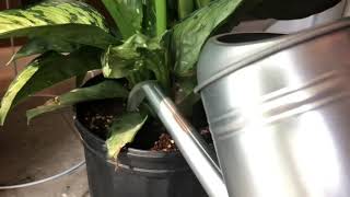 Neem Oil Drench  How to Kill amp Prevent Fungus Gnats [upl. by Armilla]