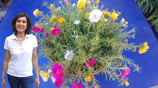 Bright portulaca flowers from seeds with updates [upl. by Nosrak]