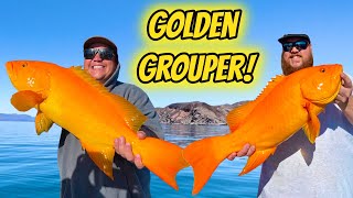 Ep 4 RARE Mutated Grouper Caught TWICE [upl. by Aehr]