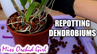 Repotting outdoor Dendrobium Orchids  Cutting old canes [upl. by Kasper436]