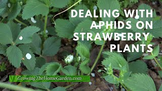 Dealing with Aphids on Strawberries [upl. by Soraya]