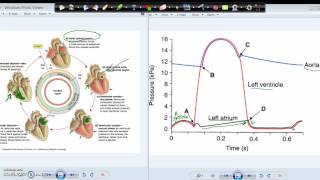 Wiggers diagram and the Cardiac cycle [upl. by Godric642]