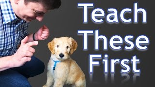 3 Easy Things to Teach your NEW PUPPY [upl. by Akitan427]