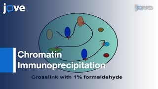 ChIPAssay Dynamic Histone Modification In Activated Gene Expression [upl. by Irehc463]