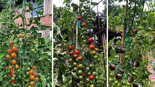 Top 3 Cherry Tomatoes You NEED to Grow [upl. by Ellohcin]