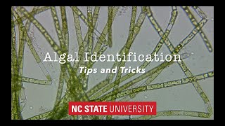 Introduction to Algae Identification Tips amp Tricks [upl. by Ttocs]