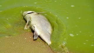 Battling the Bloom Lake Erie [upl. by Swamy]