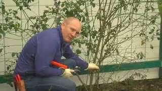 How To Prune Your Climbing Rose [upl. by Samuelson]