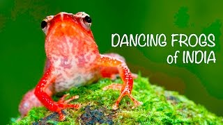 DANCING FROGS of INDIA [upl. by Cherish243]