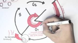 Cell Cycle Overview Interphase [upl. by Solenne]