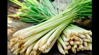 How to prepare Lemongrass for cooking [upl. by Nemaj]