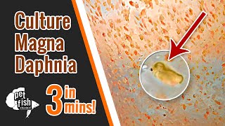 How to culture DAPHNIA MAGNA  The easy way [upl. by Nimocks]