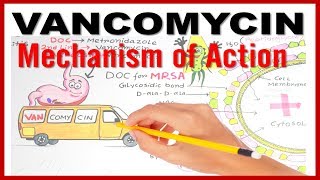 VANCOMYCIN Mechanism of Action [upl. by Solon978]