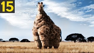 15 FATTEST Animals Ever Seen [upl. by Franz506]