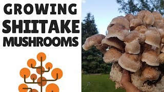 Growing Shiitake Mushrooms [upl. by Persse486]