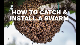 How to Catch amp Install a Swarm [upl. by Losse84]