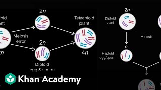 Allopatric and sympatric speciation  Biology  Khan Academy [upl. by Odlauso]