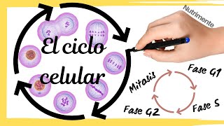 El CICLO CELULAR Paso a Paso [upl. by Ariela]