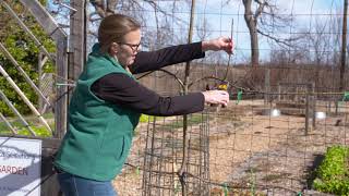 Espalier Fruit Trees is Easy [upl. by Alyce797]