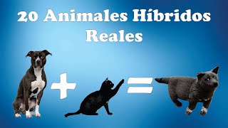 20 animales híbridos reales [upl. by Naxela]