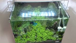 Dennerle scapers Tank 35 L 15w Led [upl. by Assylem]