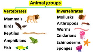 Animal groups  Vertebrates amp invertebrates [upl. by Zizaludba]