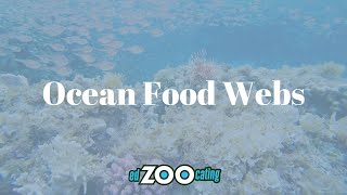 Ocean Food Webs  Ocean Food Web Facts amp Examples  EdZOOcating Adventures [upl. by Dewhurst770]