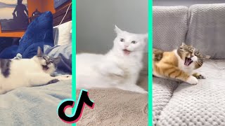 Nestle Crunch tiktok cat compilation [upl. by Alehc]