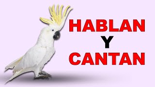 Cacatúas Las AVES que HABLAN y CANTAN 🎤  Animales Salvajes [upl. by Dinsmore]